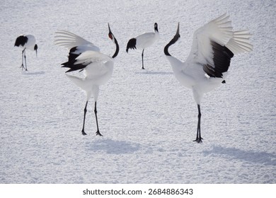 The gracefully dancing red-crowned crane