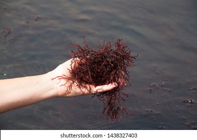 Gracilaria Algae, Sea Weeds Farm