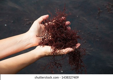 Gracilaria Algae, Sea Weeds Farm