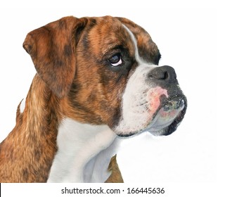 Gracious Boxer Dog Profile