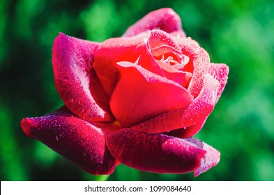 Gracious red rose