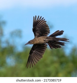 Grackle In Flight Gilbert, AZ 