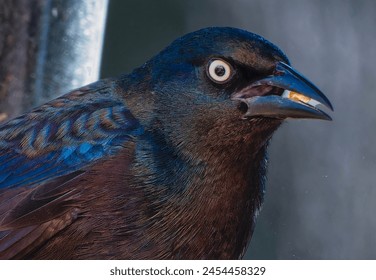 A Grackle on the bird feeder                                - Powered by Shutterstock