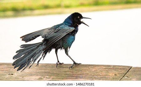 Grackle の画像 写真素材 ベクター画像 Shutterstock