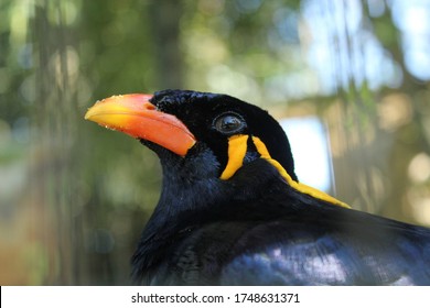 Gracula Religiosa In A Cage