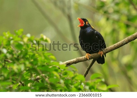 Gracula is a tropical member of the starling family of birds found in southern Asia