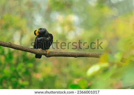 Gracula is a tropical member of the starling family of birds found in southern Asia