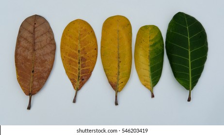 Gradient colored leaves