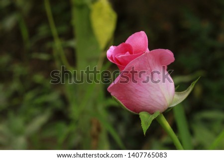 Gradient Pink rose on nature background.