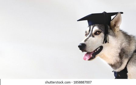 Graduate husky puppy dog on a white background with copy space