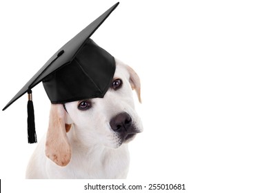 Graduate Labrador puppy dog on white with copy space