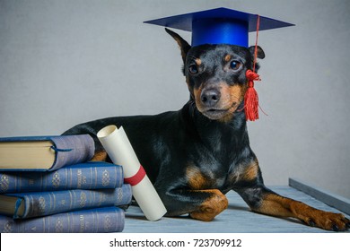 
Graduated dog with diploma peeking from behind empty board. 
