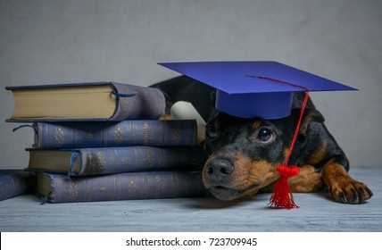 
Graduated dog with diploma tied