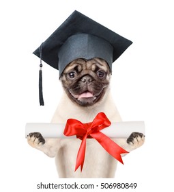 Graduated dog holds a diploma in his paws. isolated on white background