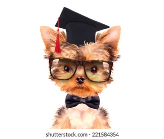 graduated dog isolated on a white background