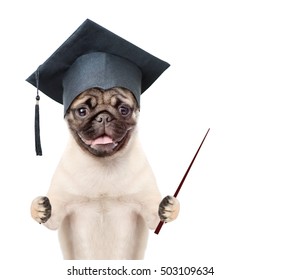 Graduated dog with pointing stick. isolated on white background