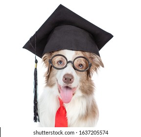 Graduated dog wearing eyeglasses and tie looks away. isolated on white background