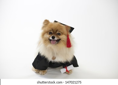 Graduating Pomeranian
