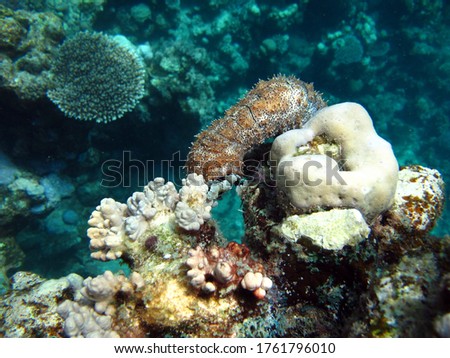 Graeffe's sea cucumber; Echinoderm - type Echinoderm; Holothuria - Holothuridea; Holoturids - Holothuriidae; Graffe's sea cucumber.