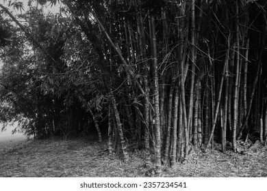 Graffiti on Bamboo Forest Background - Powered by Shutterstock