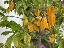 Graft Of Delicious Starfruit Tree. So Beautiful Pic .