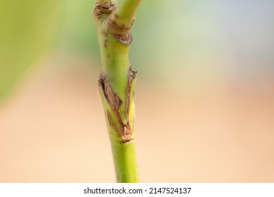 Grafted Avocado Fruit Plant Tree Grafting.