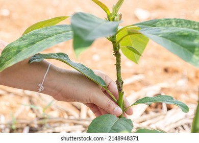 Grafted Avocado Fruit Plant Tree Grafting.