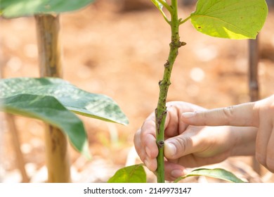 Grafted Avocado Fruit Plant Tree Grafting.