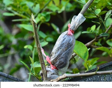 1,298 Grafting apple tree Images, Stock Photos & Vectors | Shutterstock