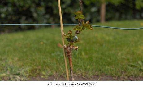 Grafted vine starting to produced leaves