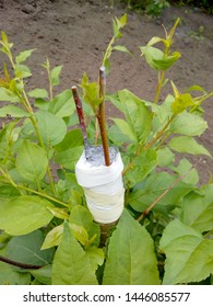 Grafting Apple Cuttings By Bark Method. Two Cuttings, 50% Survival Rate. One Caught On, The Other Not