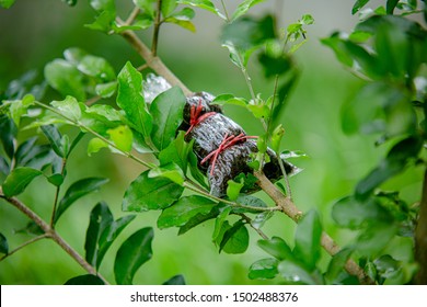Grafting the branch of tree plants propagation in the fruit garden - Shutterstock ID 1502488376