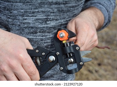 Grafting fruit trees. A gardener is cutting a scion with a professional grafting tool, grafting knife.  - Shutterstock ID 2123927120