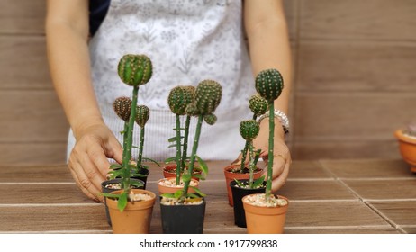 Cactus Grafting Images Stock Photos Vectors Shutterstock