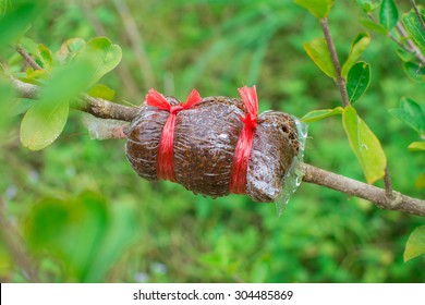 Grafting On Tree Branch