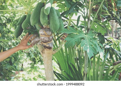 Grafted Fruit Trees High Res Stock Images Shutterstock