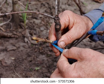 Grafting scion on a rootstock - Shutterstock ID 573571306