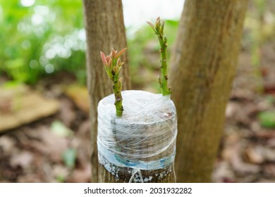 Grafting In A Young Avocado Plant In Old Tree.