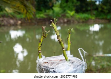 Grafting In A Young Avocado Plant In Old Tree.