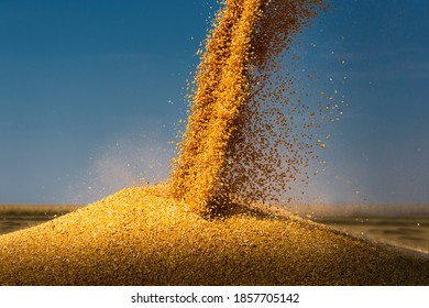 Grain Auger Of Combine Pouring Corn Into Tractor Trailer