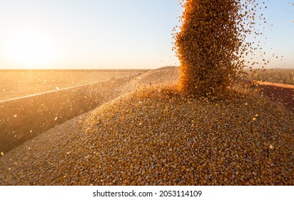 Grain Auger Of Combine Pouring Corn Into Tractor Trailer