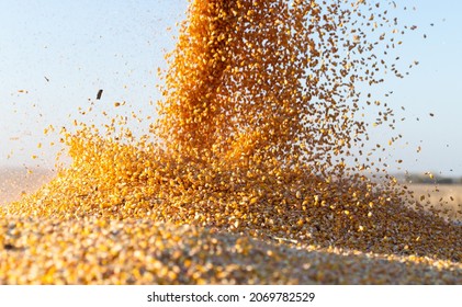 Grain Auger Of Combine Pouring Corn Into Tractor Trailer