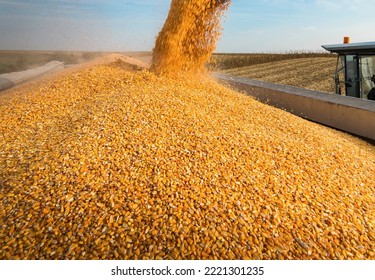 Grain Auger Of Combine Pouring Corn Into Tractor Trailer