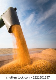 Grain Auger Of Combine Pouring Corn Into Tractor Trailer