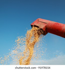 Grain Auger Of Combine Pouring Soy Bean