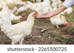 Grain, chicken farming and woman hands on free range poultry farm, environment and agriculture field. Sustainability, animal care and farmer feeding chickens with bird seeds in countryside garden