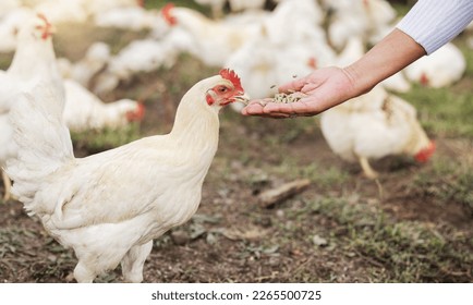 Grain, chicken farming and woman hands on free range poultry farm, environment and agriculture field. Sustainability, animal care and farmer feeding chickens with bird seeds in countryside garden - Powered by Shutterstock