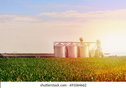 Grain in corn Field. Set of storage tanks cultivated agricultural crops processing plant.