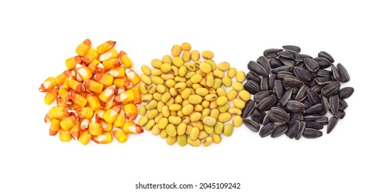 Grain Of Corn With Sunflower And Soy Isolated On A White Background.