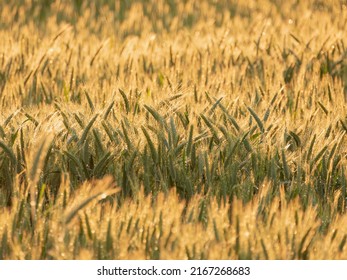 Grain Ears On A Sunny Evening, Lit By The Warm Light Of The Setting Sun. It Is Raining, Drops Of Water Glisten On The Ears.